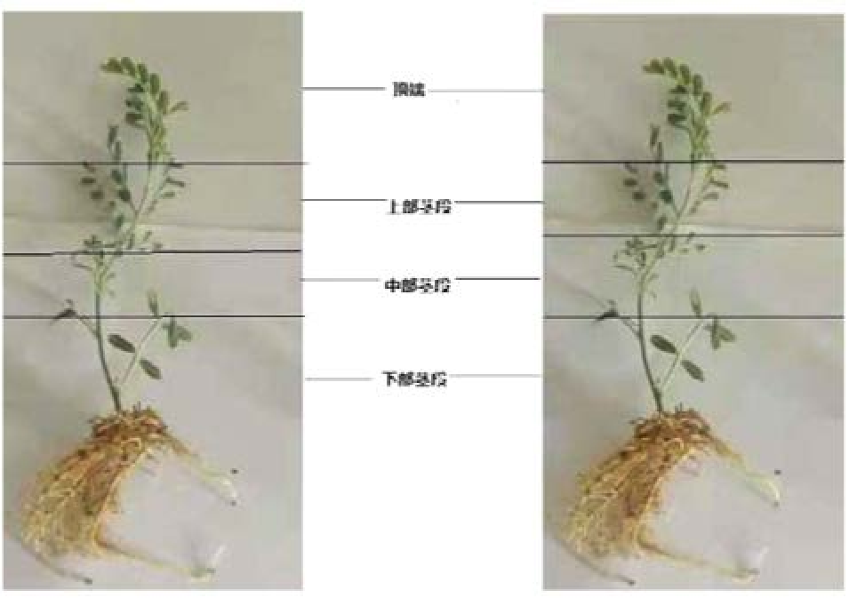 澳门正版图库